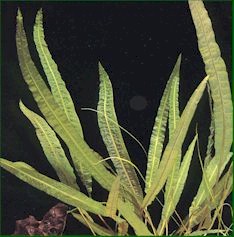 CRYPTOCORYNE